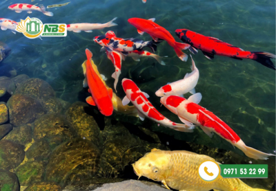 Tổng hợp các mẫu hồ cá Koi đẹp cho sân vườn mới nhất