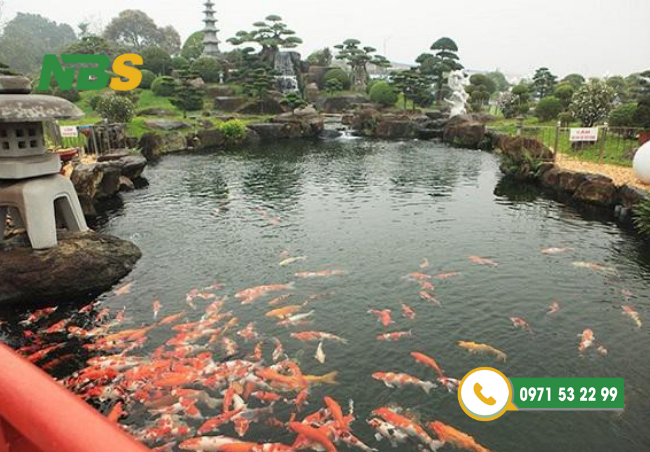 Hồ cá Koi Nhật tại công viên ở Việt Nam là nơi lý tưởng để thăm thú cuối tuần